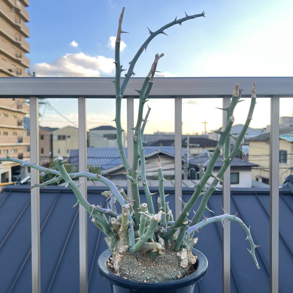 エキゾチカ EXOTICA 希少種 特大株 山木 Adenia ballyi アデニア エキゾチカ EXOTICA 希少種 特大株 山木 Adenia ballyi アデニア