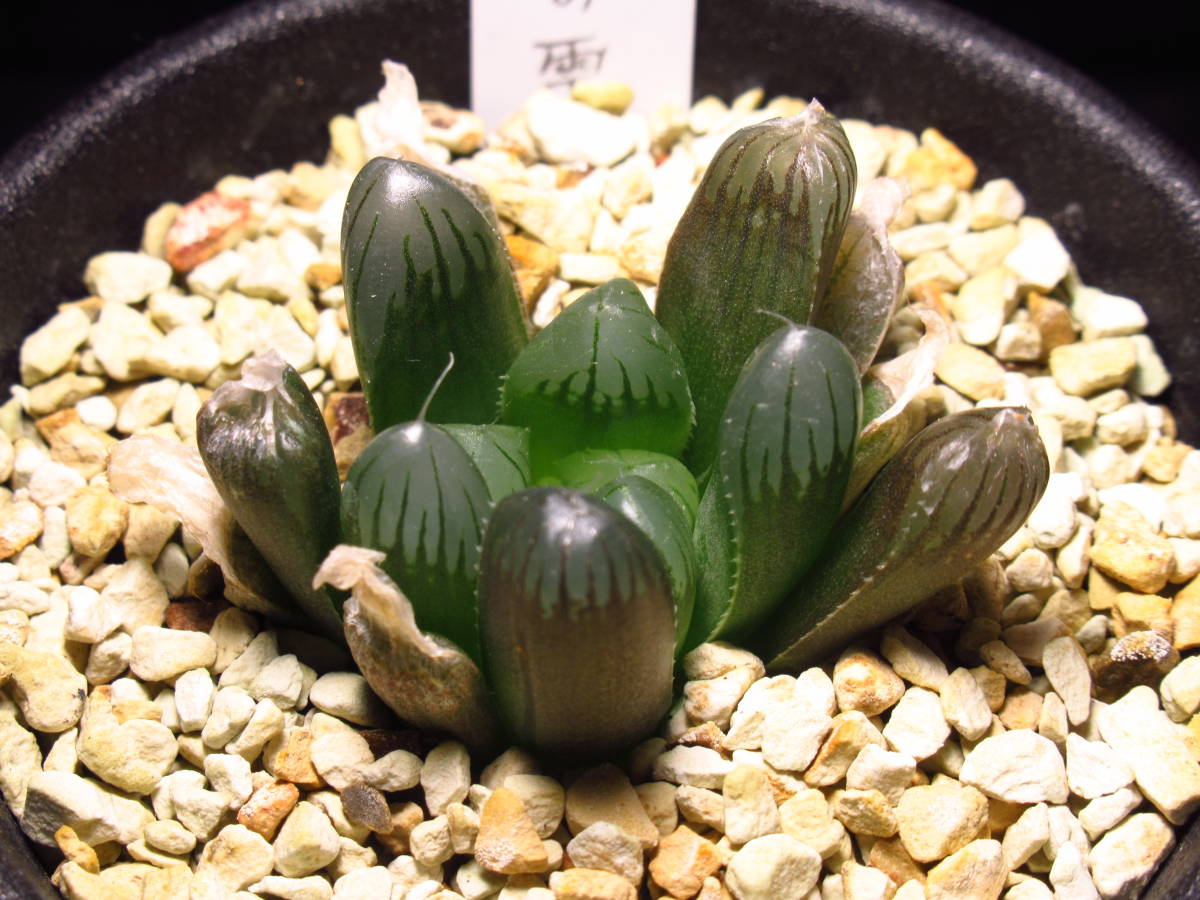 Yahoo!オークション - ハオルチア 虹の雫(オブツーサ Yahoo!オークション - ハオルチア 虹の雫(オブツーサ