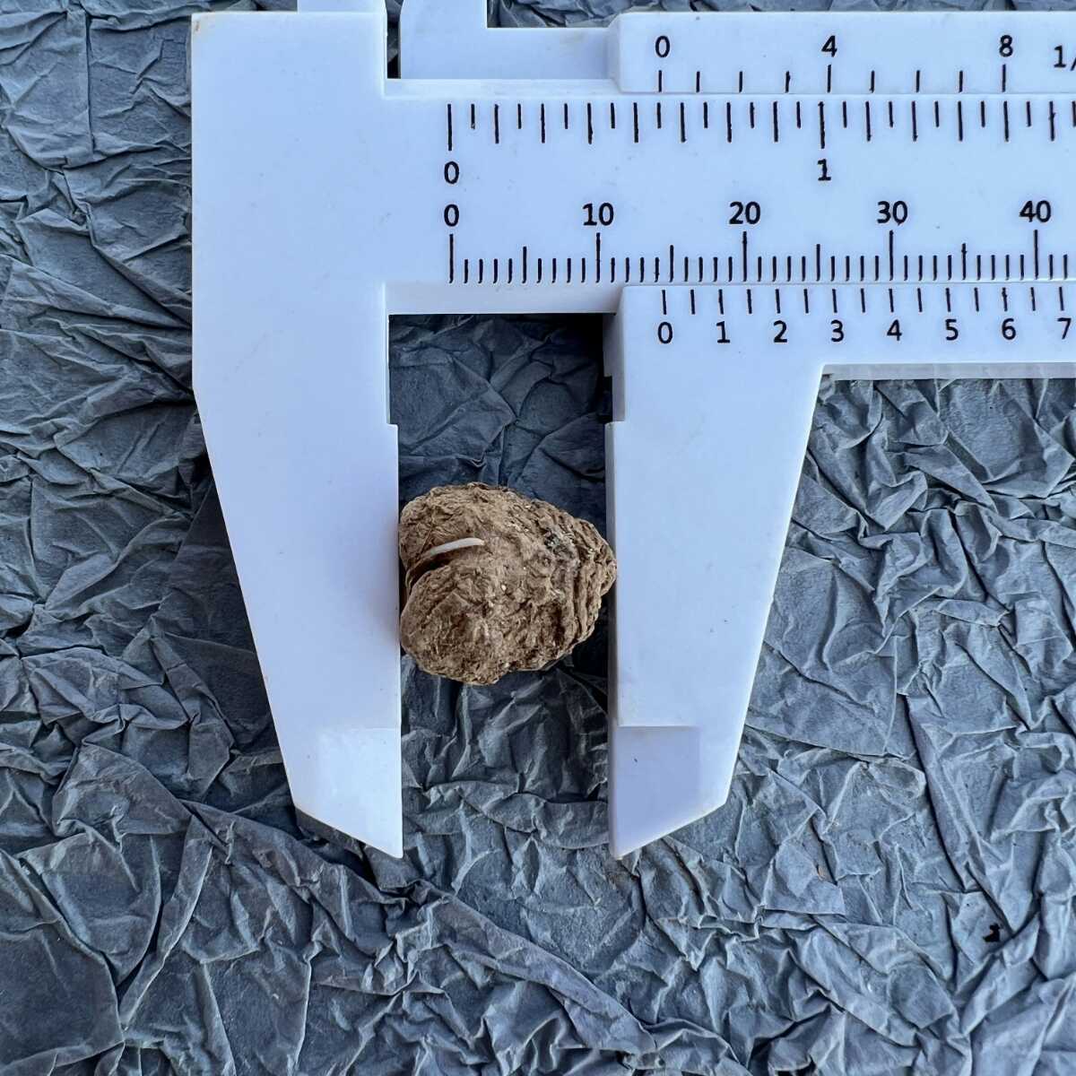 多肉植物 塊根植物 エリオスペルマム.チタノプソイデス 多肉植物 塊根植物 エリオスペルマム.チタノプソイデス