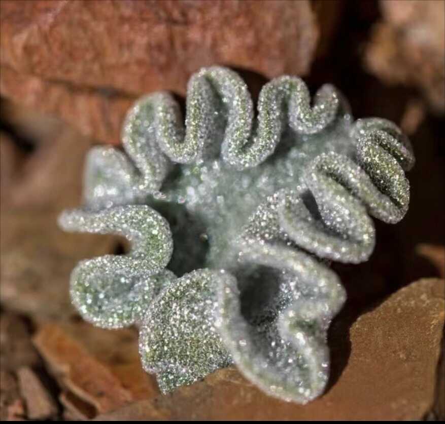 多肉植物 塊根植物 エリオスペルマム.チタノプソイデス 多肉植物 塊根植物 エリオスペルマム.チタノプソイデス