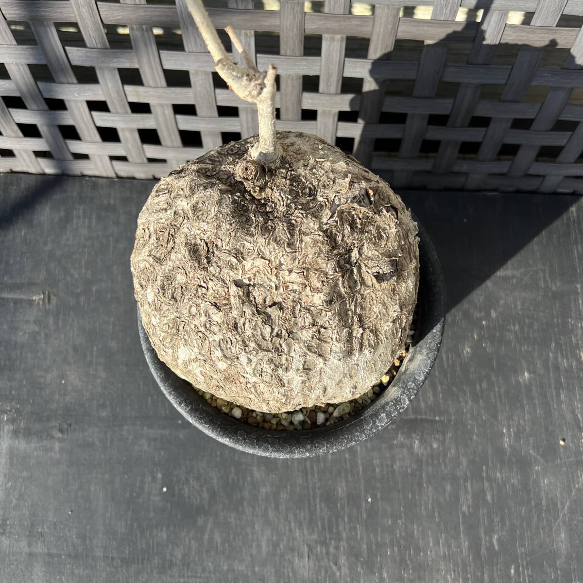 発根済】キフォステンマ パキプス 大株 Cyphostemma pachypus 発根済】キフォステンマ パキプス 大株 Cyphostemma pachypus