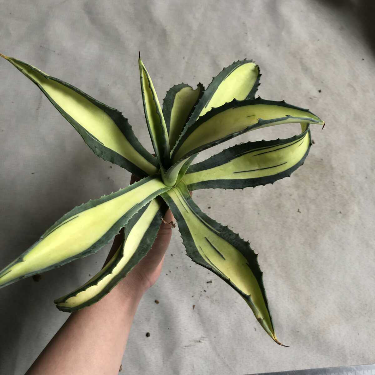 多肉植物 アガベ アメリカーナ 華厳 黄中斑 特大株32cm - blog