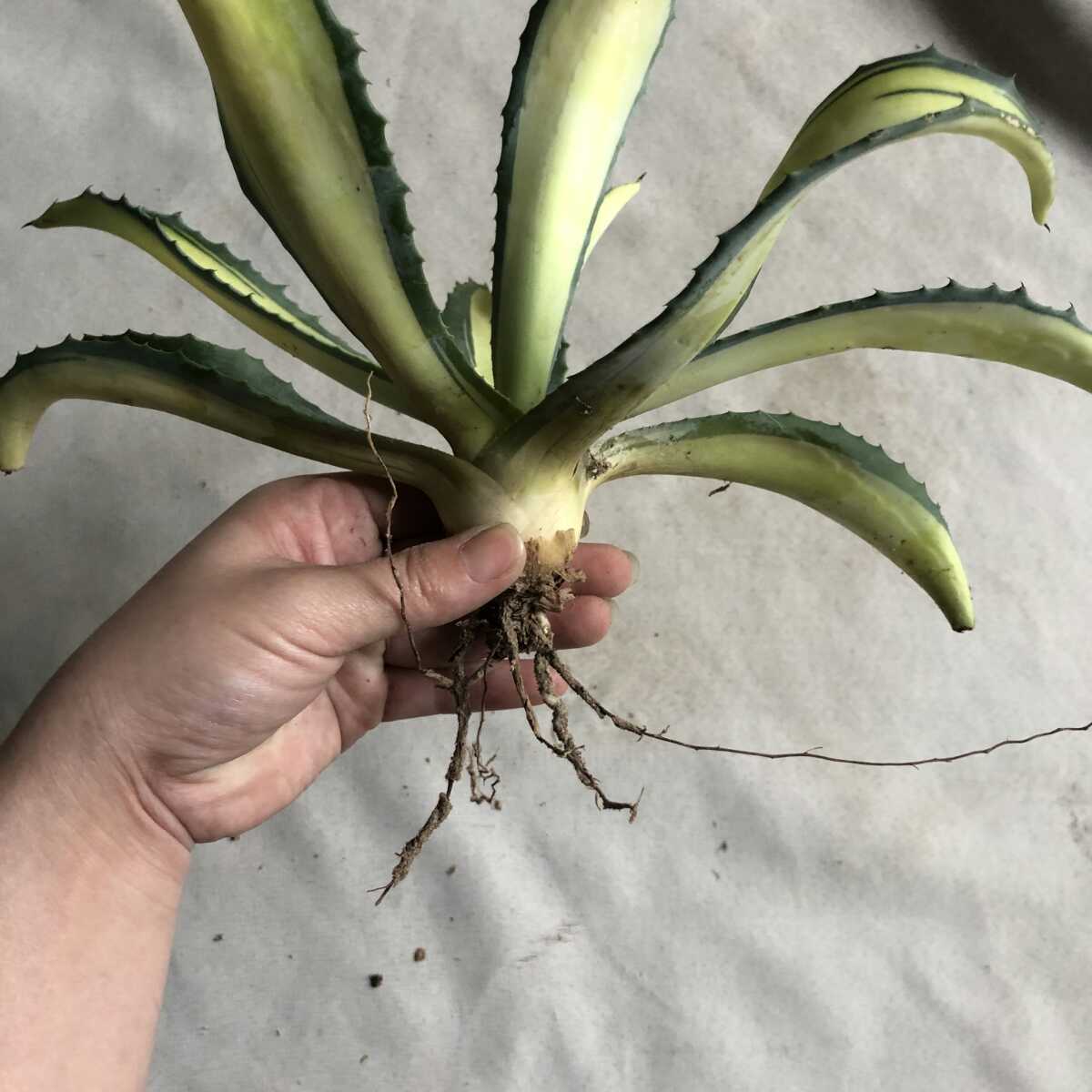 多肉植物 アガベ アメリカーナ 華厳 黄中斑 特大株32cm - blog
