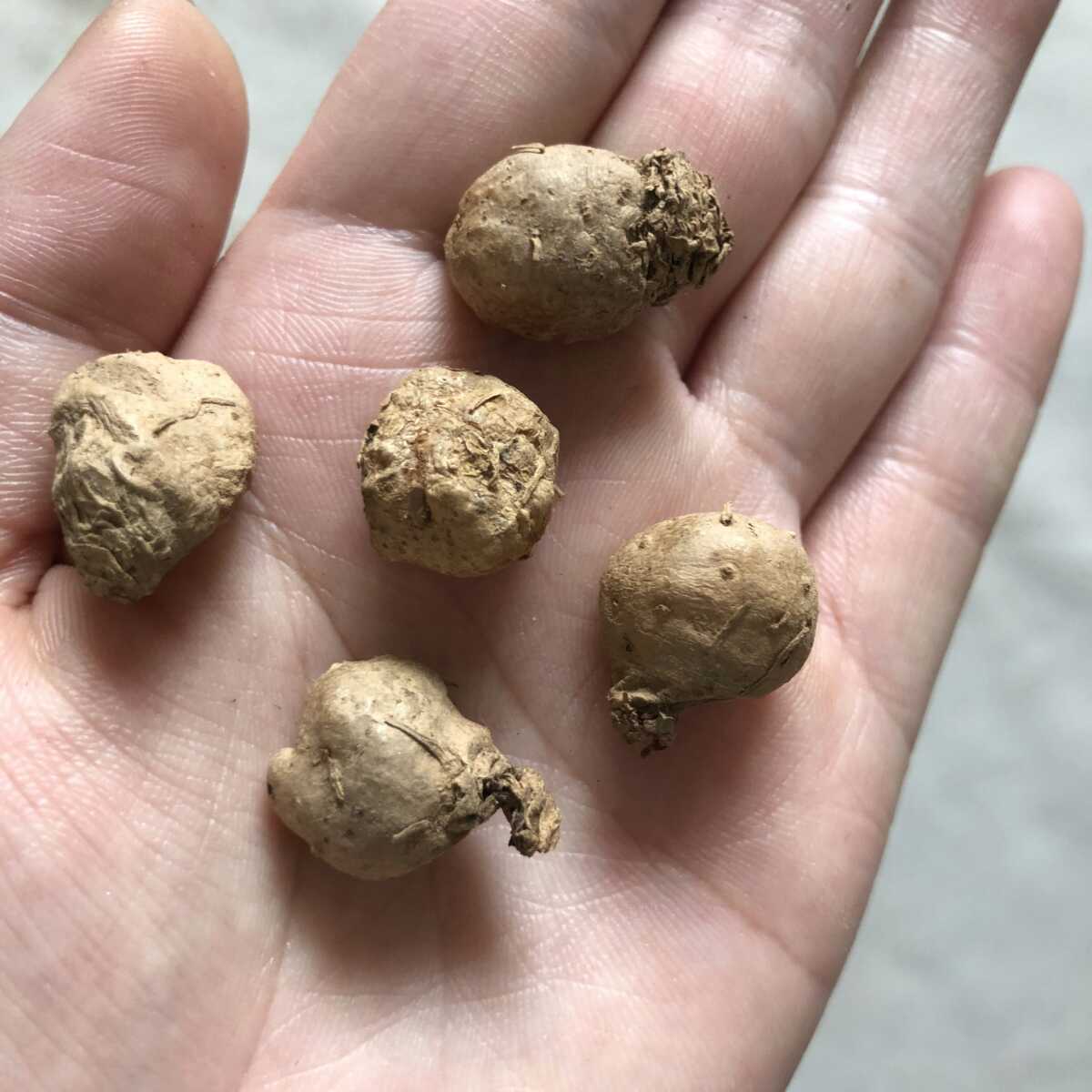 多肉植物、塊根植物、エリオスペルマム.チタノプソイデス 多肉植物、塊根植物、エリオスペルマム.チタノプソイデス