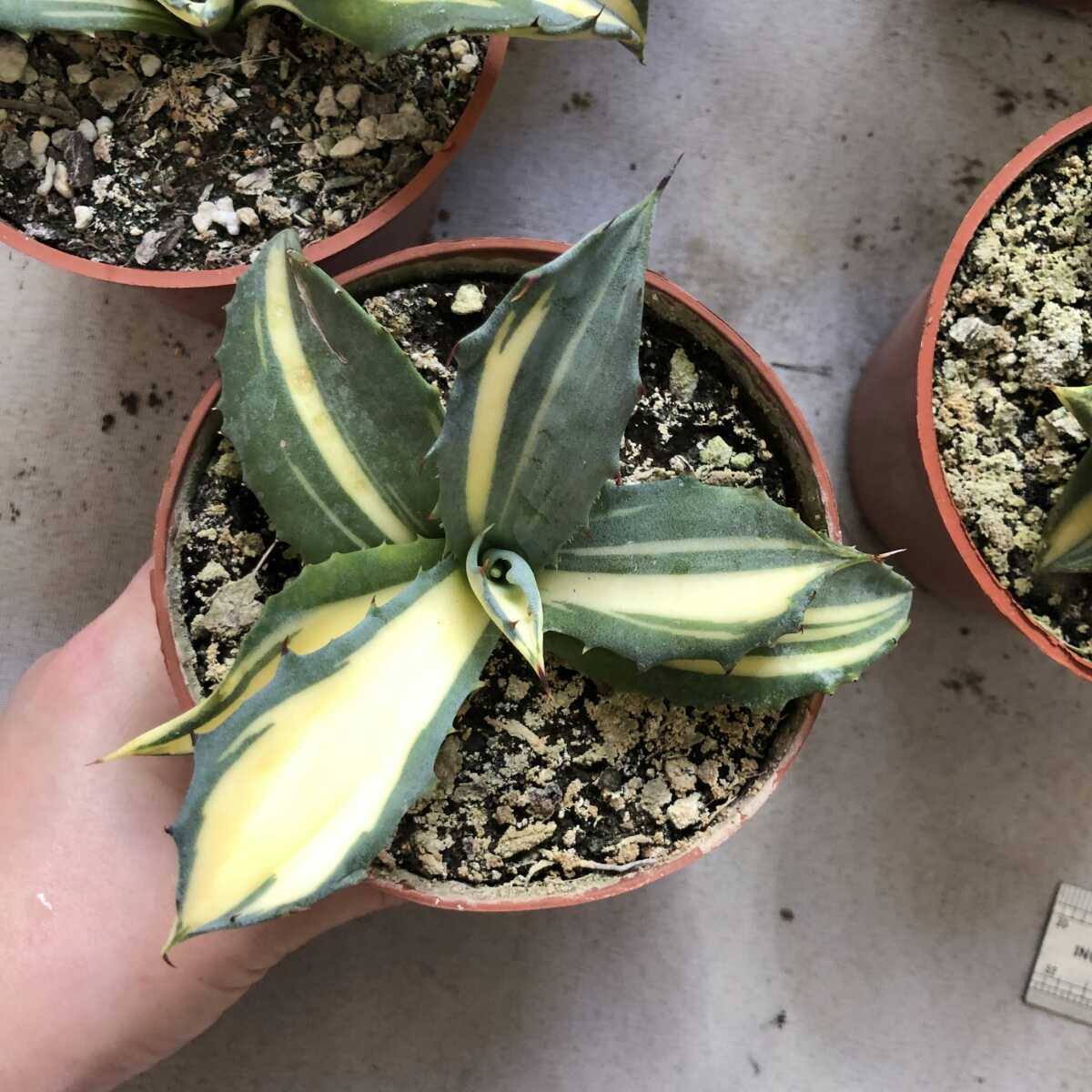 お買得!】 多肉植物アガベ フェロックス 錦トラ斑 極上株 5株
