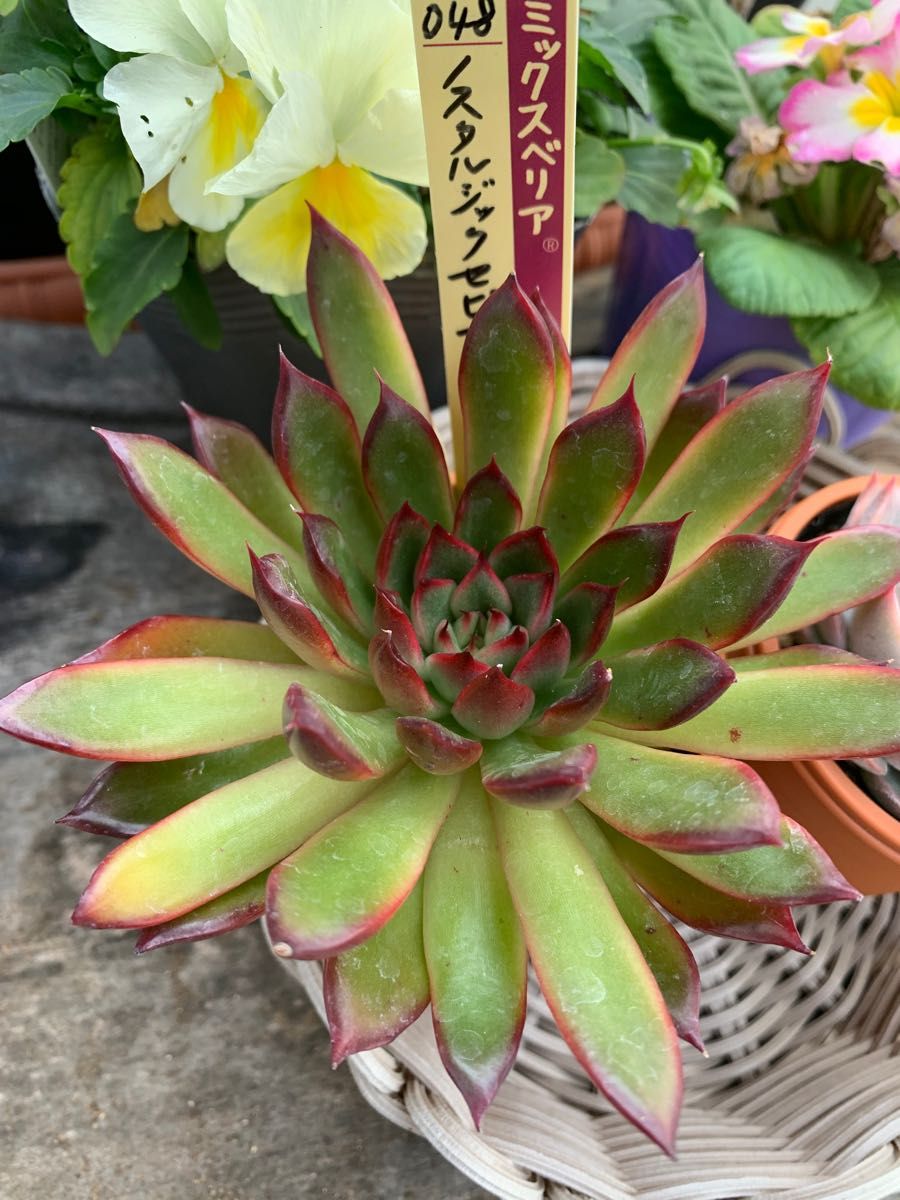 消費税無し 大人気品種 激カワ チーズケーキ 群生 多肉植物 寄せ植え