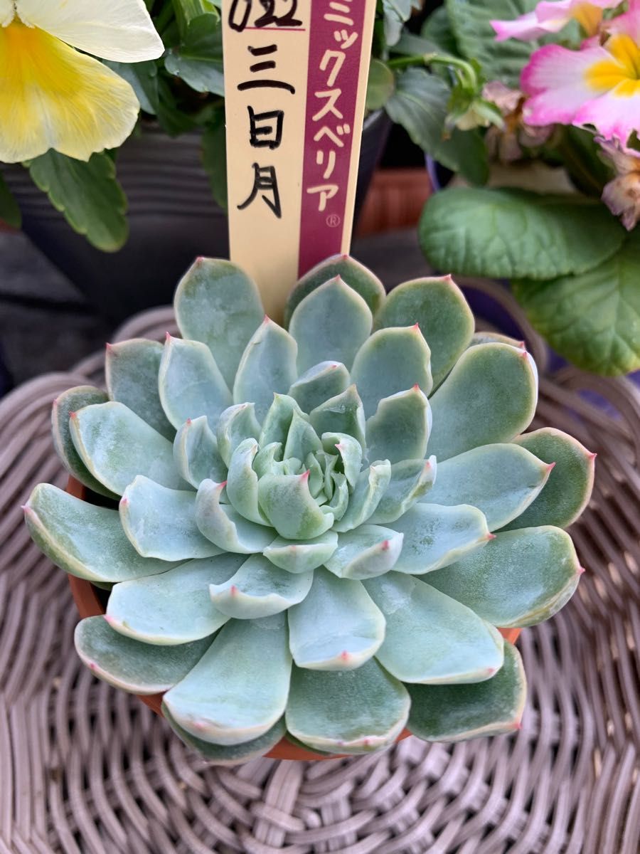 多肉植物 おらいさん苗 三日月 札付き-