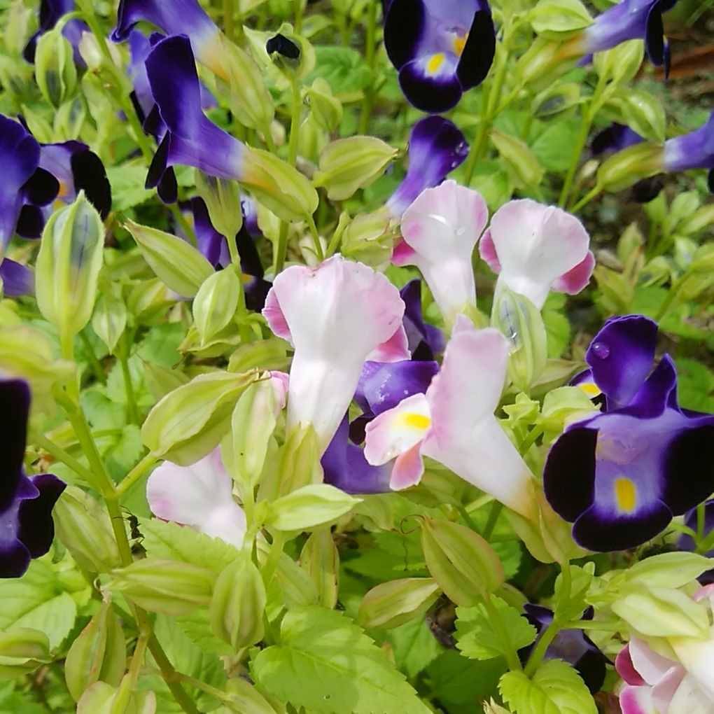 ヤフオク 花の種 トレニア 00粒以上 ヤフオク 花の種 トレニア 00粒以上