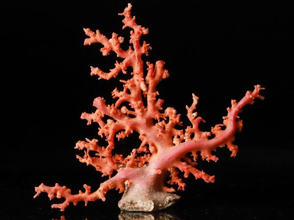 Yahoo!オークション - 【流】美術品 天然枝珊瑚 赤珊瑚 枝珊瑚 XTH286