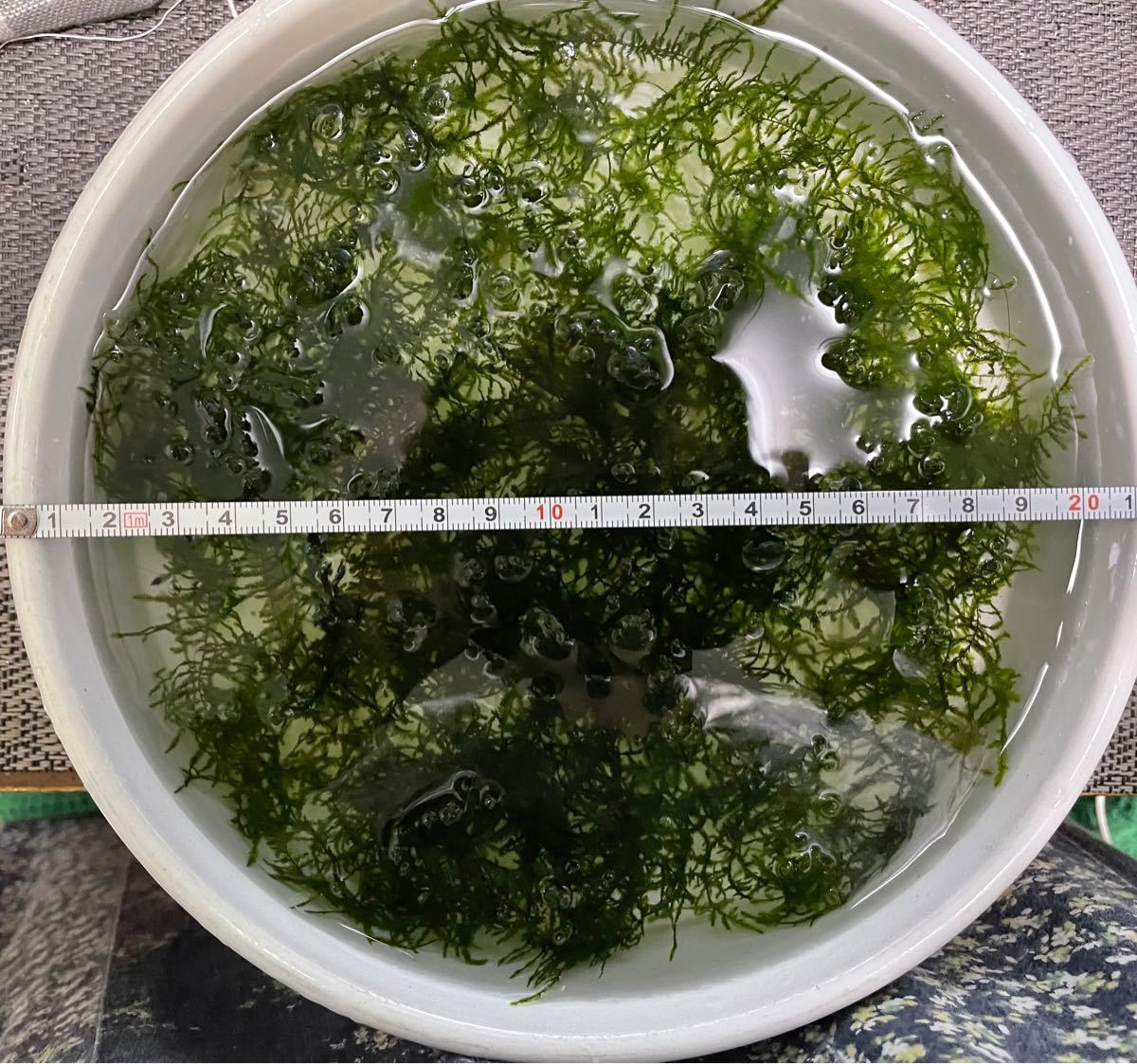 南米ウィローモス 30g 無農薬