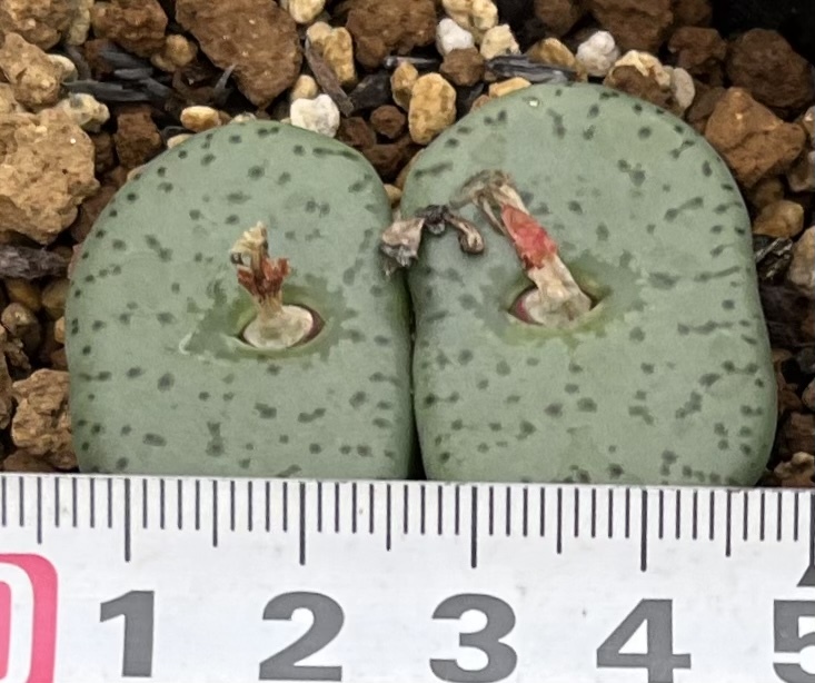 コノフィツム　Conophytum obcordellum “declinatum” N Clanwilliam ②_画像4