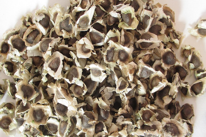 Moringa oleifera モリンガ　種子１０粒　ワサビノキ　モリンガ・オレイフェラ 奇跡の植物_画像1
