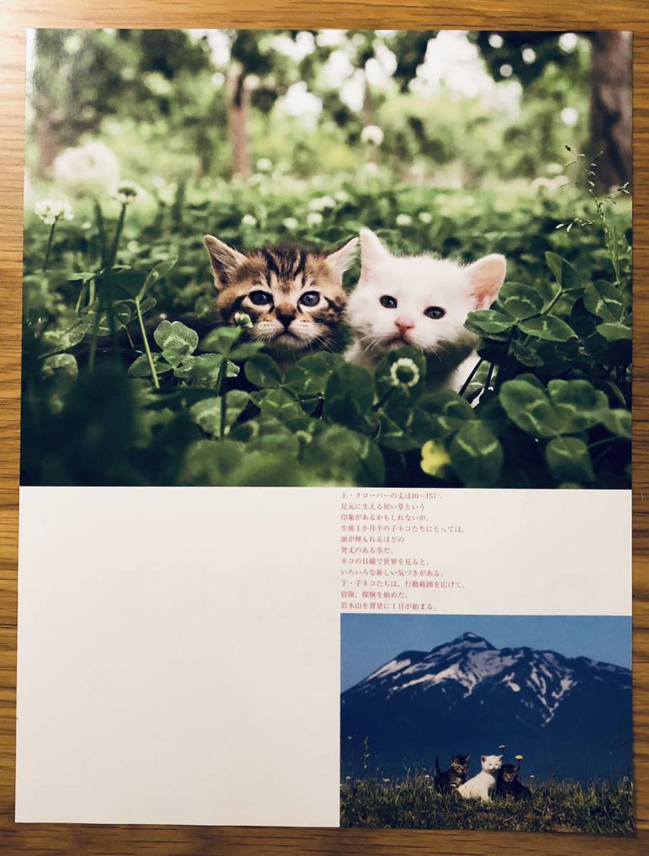 りんご守りのネコ★切り抜き★猫★家庭画報★岩合光昭さん★2020年6月号★本誌なし★_画像3