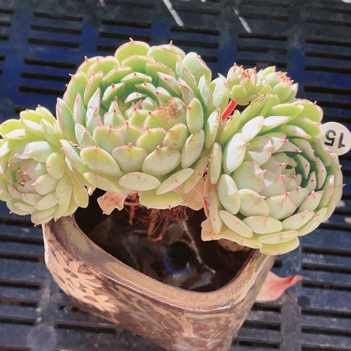 Vincent Catto ✖︎静夜 多肉植物 エケベリア 大群生 | www