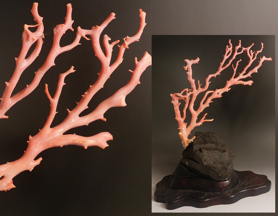 【源・Ｓ】◆天然本珊瑚◆枝珊瑚 台座付き ｈ＝２７．０ｃｍ_画像1