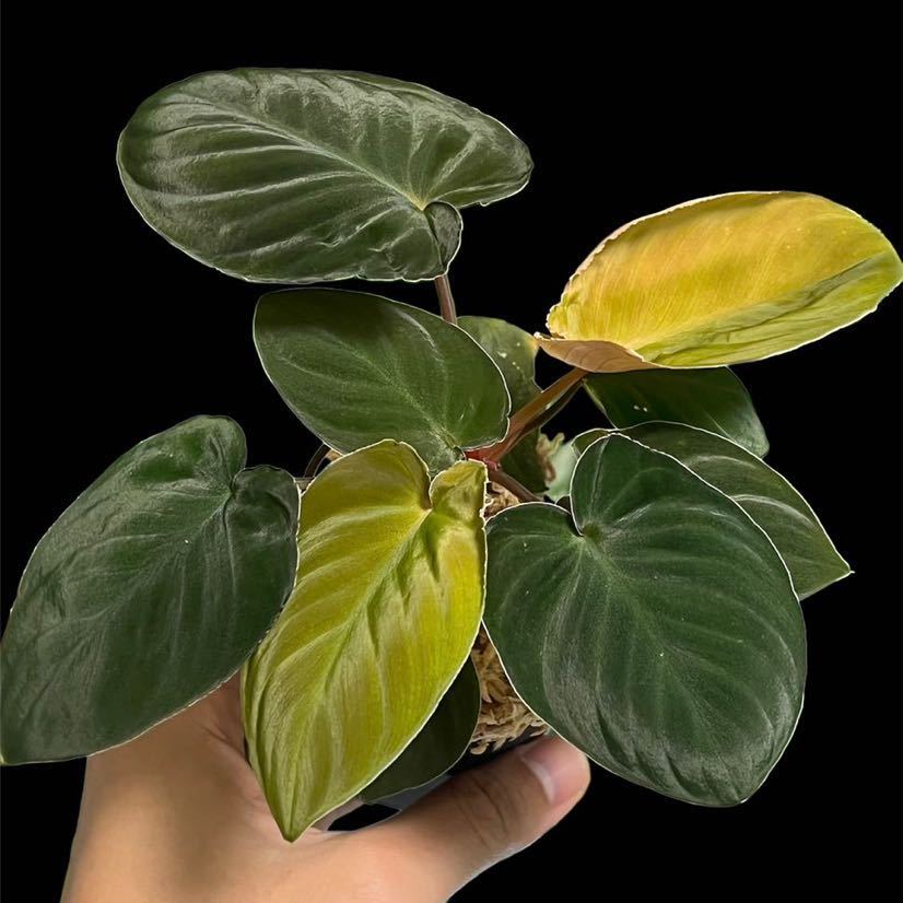 Yahoo!オークション - 【LA便 ネームド】 Homalomena sp. “黒兎 Yahoo!オークション - 【LA便 ネームド】 Homalomena sp. “黒兎