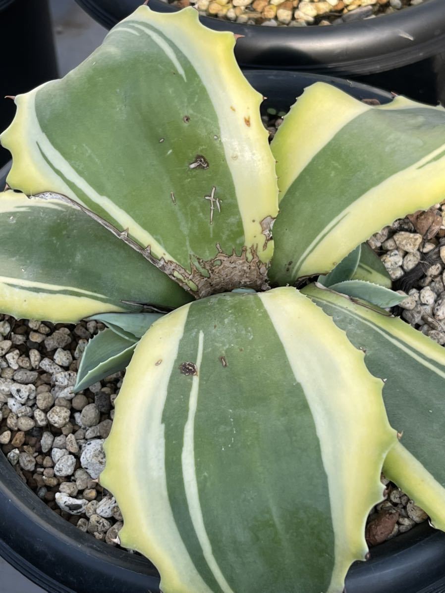 バーゲンで アガベ 多肉植物 オバティフォリア オルカ稀少子株