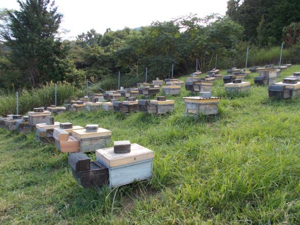 山梨県産　アカシア蜂蜜　600g（ビン）　1本入り　2022 年5月採り_画像3