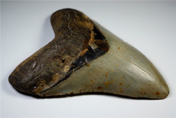 サメ 歯化石 メガロドン 118mm サメの歯 フロリダ 大(化石)｜売買され 