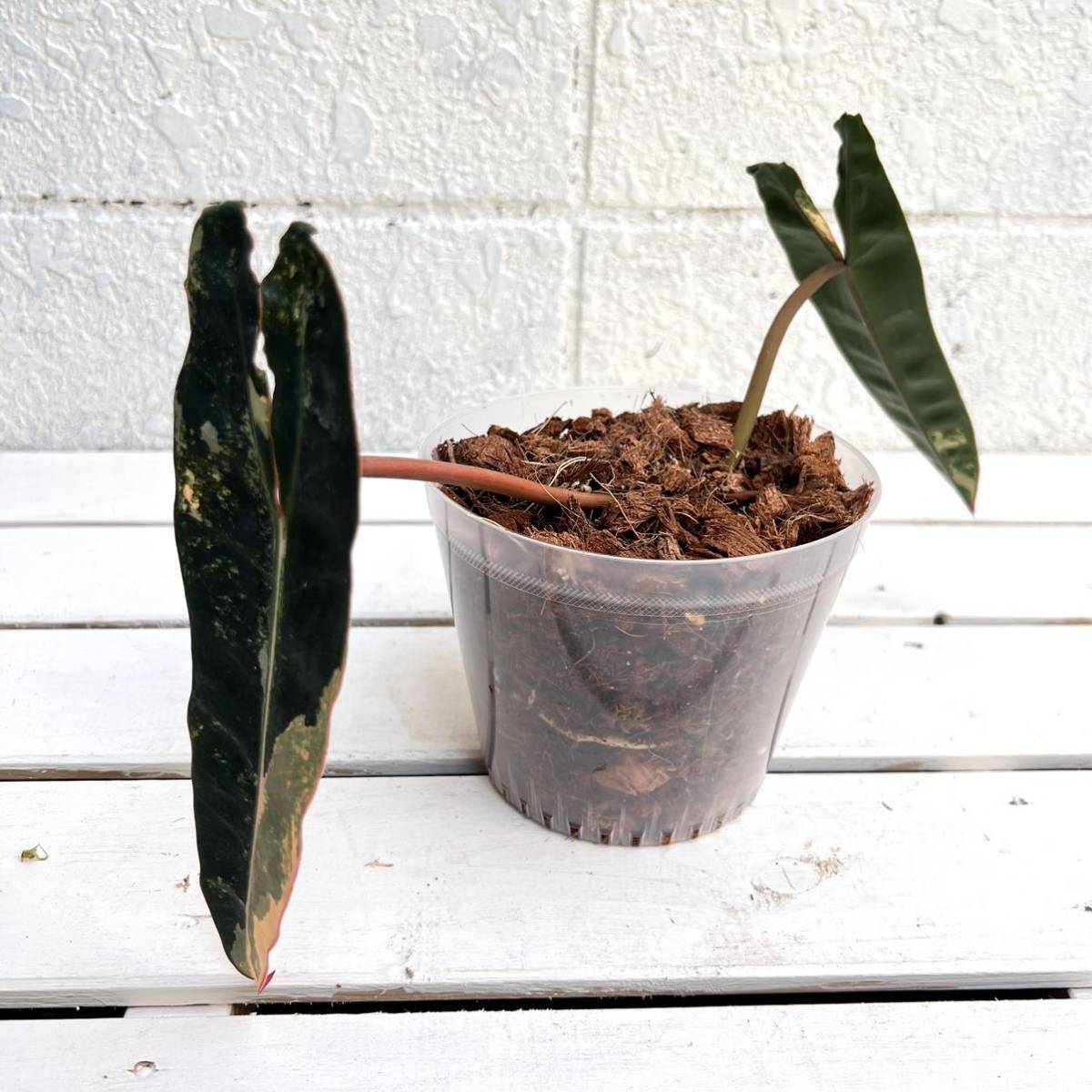 KhK-10》philodendron Billietiae variegatedフィロデンドロン KhK-10》philodendron Billietiae variegatedフィロデンドロン