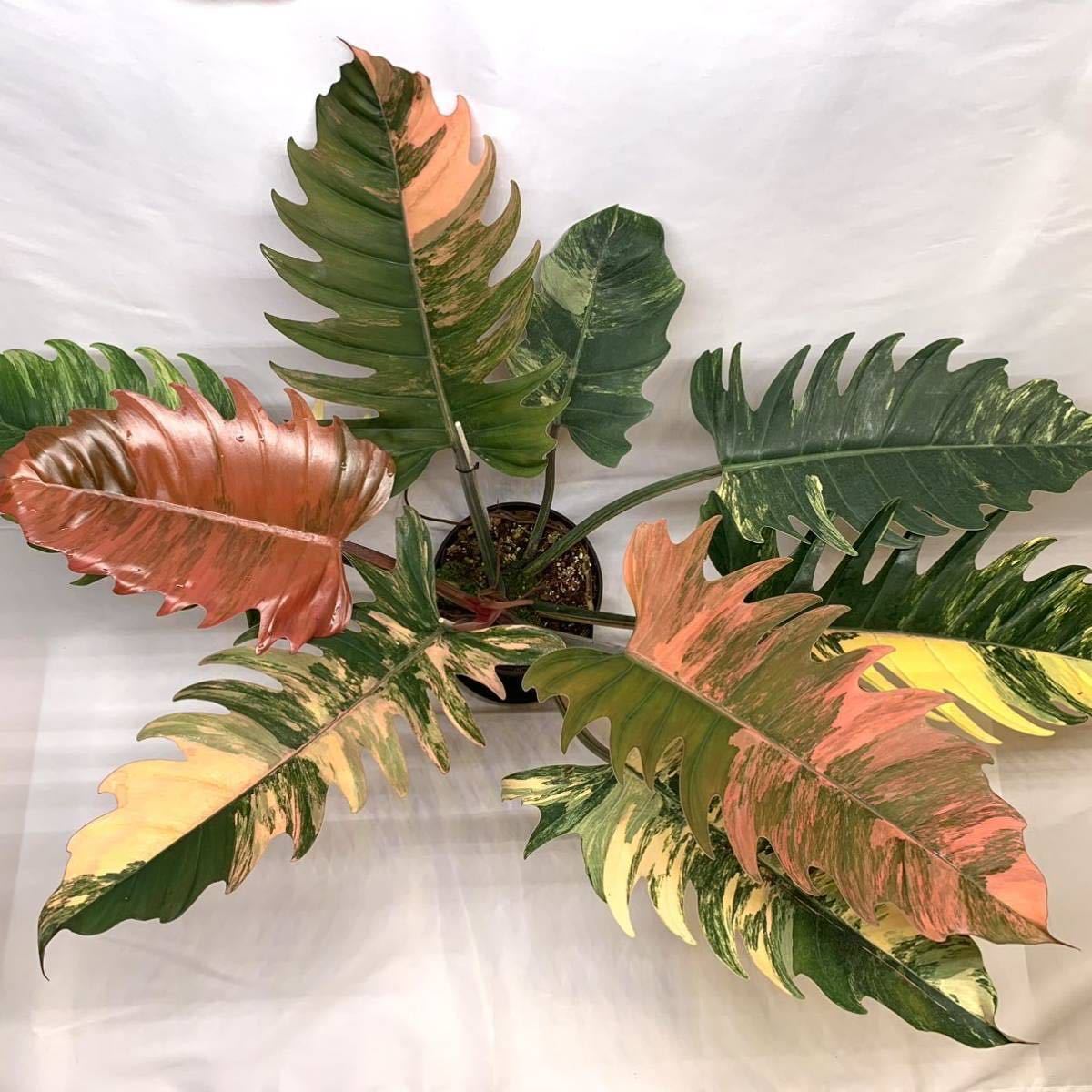 Yahoo!オークション - 《KhK-06》Philodendron caramel marble Yahoo!オークション - 《KhK-06》Philodendron caramel marble