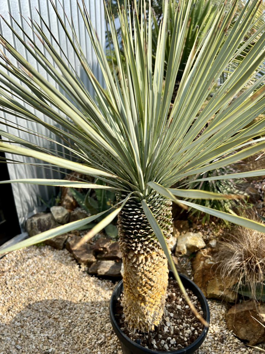 ✳️ユッカ ロストラータ Yucca rostrata✳️根から約90㎝❗️-