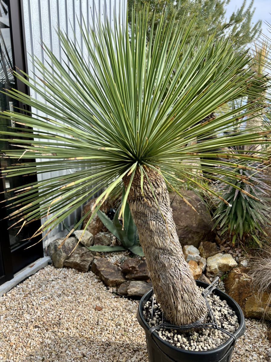 ユッカ リネアリフォリアyucca linearifolia 大型美株 | www.livusinc