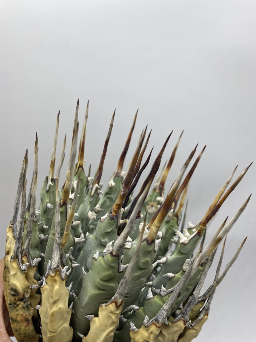 S111-55陽炎粗棘アガベ ユタエンシス /Agave utahensis S111-55陽炎粗棘アガベ ユタエンシス /Agave utahensis