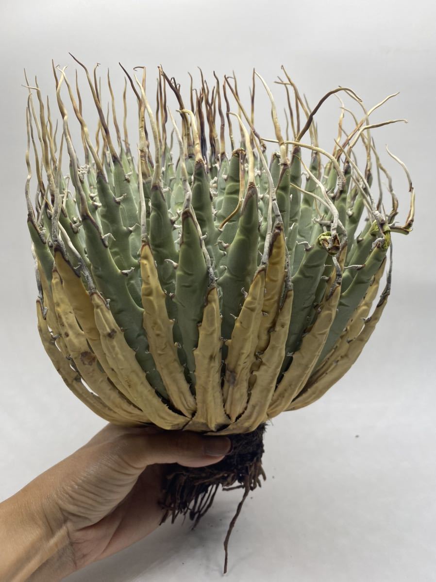S111-61陽炎大形厚肉アガベ ユタエンシス /Agave utahensis www.lram