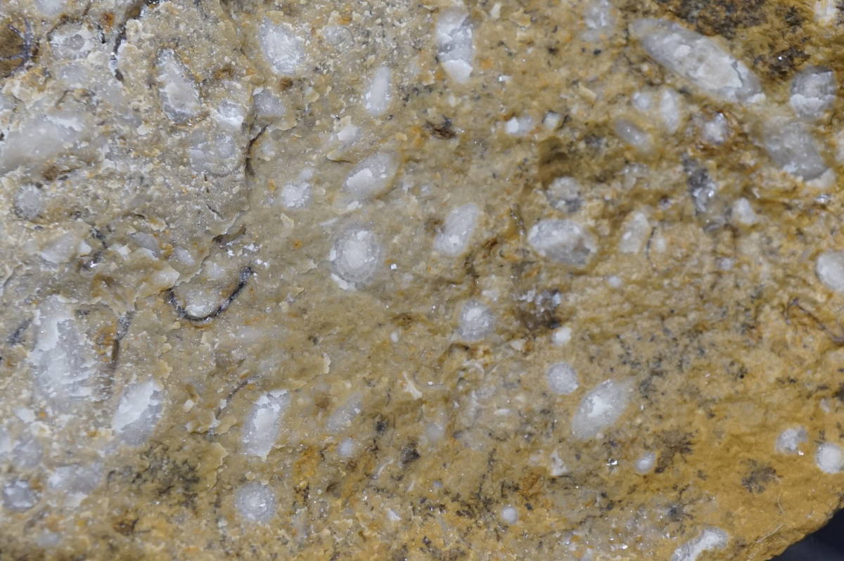 外国産化石 Triticites sp. トリテシテス　Kansas, USA_画像3