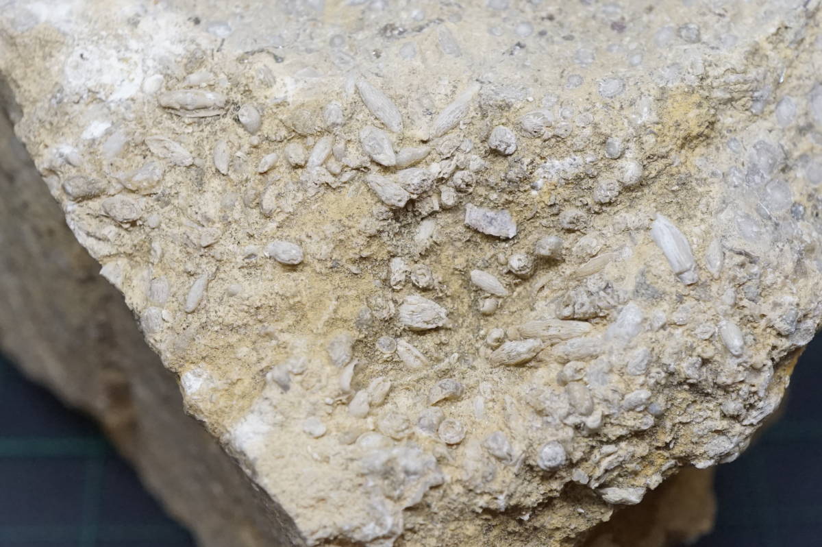 外国産化石 Triticites sp. トリテシテス　Kansas, USA_画像4