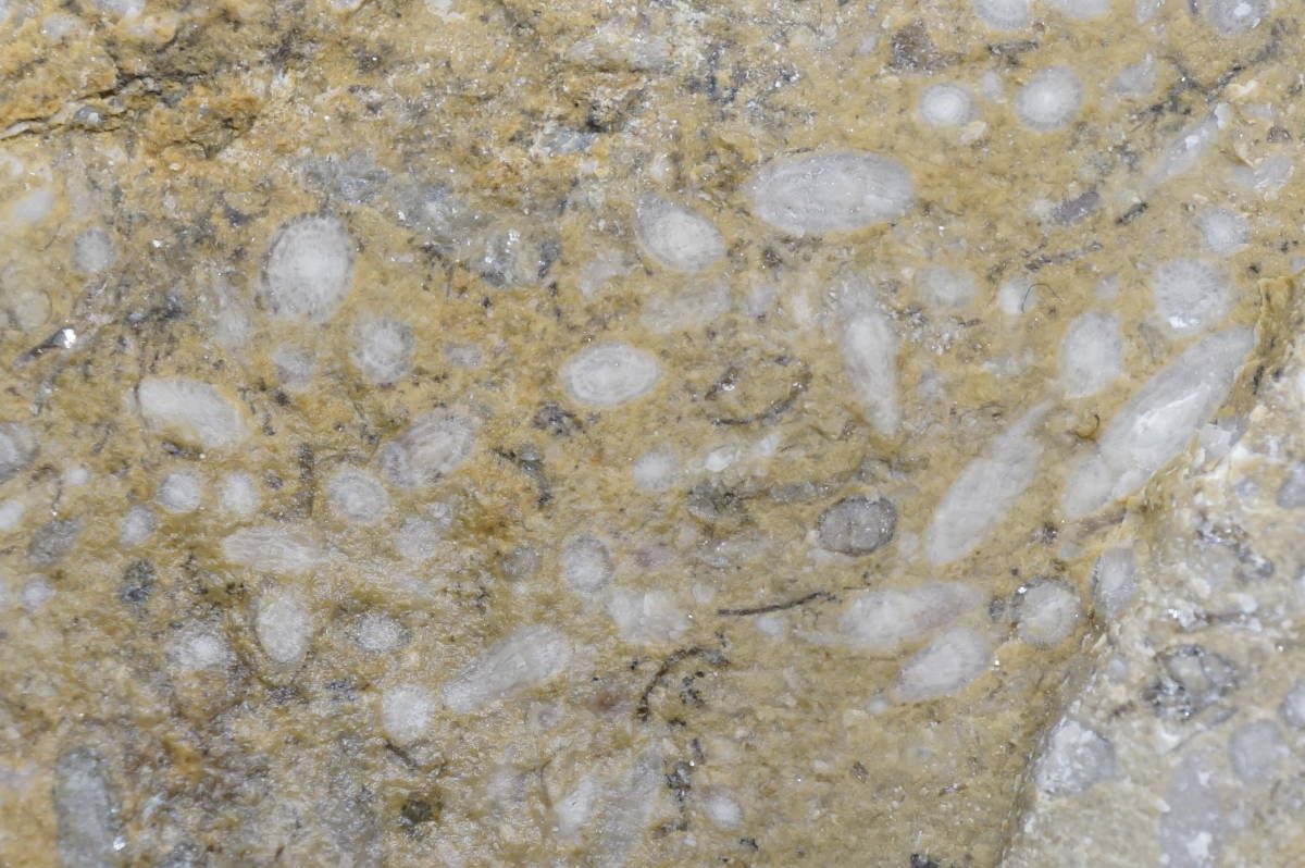 外国産化石 Triticites sp. トリテシテス　Kansas, USA_画像6