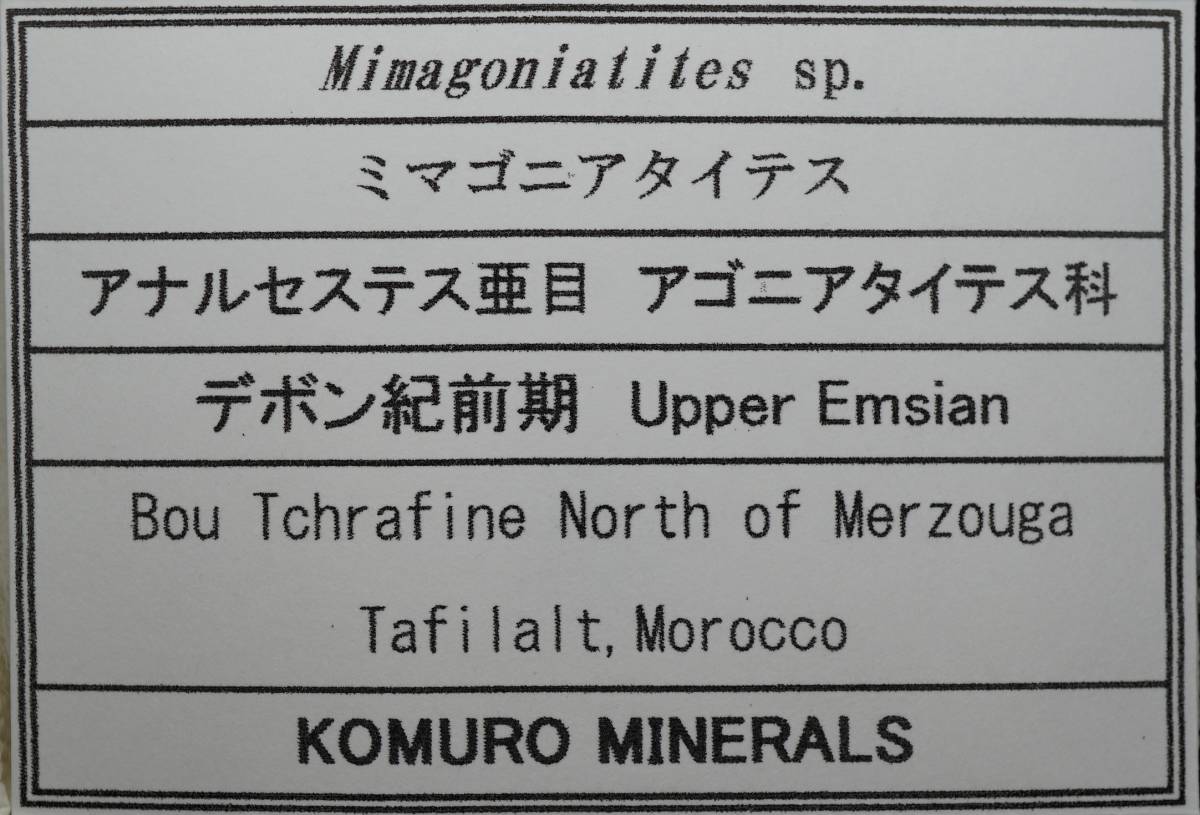 外国産化石 Mimagoniatites sp. ミマゴニアタイテス　Morocco_画像2