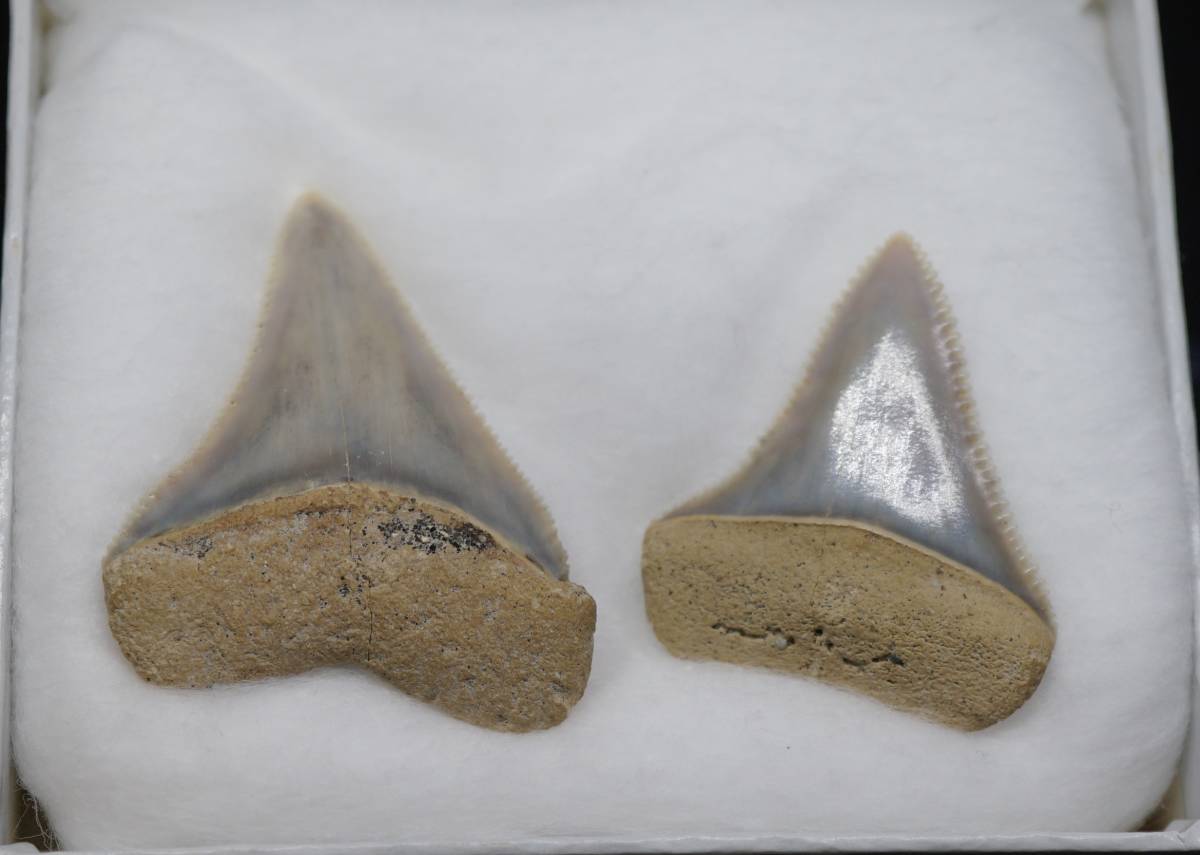 日本産化石 Carcharodon carcharias(LINNAEUS) ホホジロザメの歯　千葉県君津市_画像5