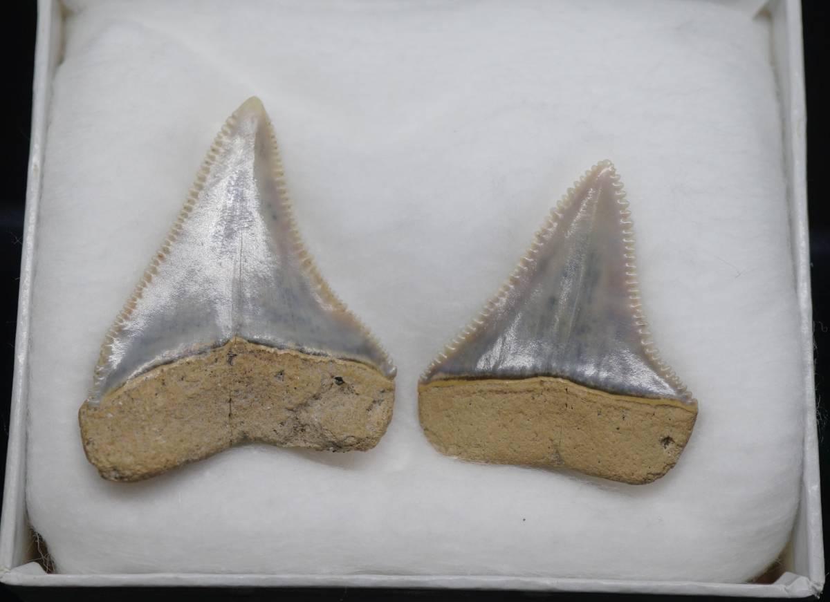 日本産化石 Carcharodon carcharias(LINNAEUS) ホホジロザメの歯　千葉県君津市_画像7