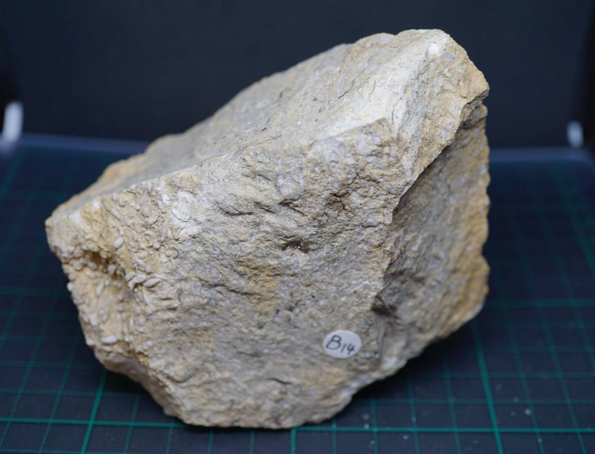 外国産化石 Triticites sp. トリテシテス　Kansas, USA_画像8
