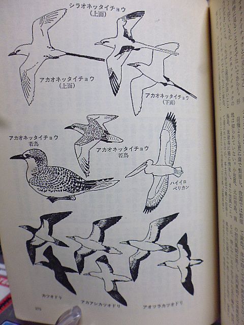 野鳥 322号　植物雑話・ブタクサ　とんぼを呼び戻そう　モリツバメを見つけた！　東京都内でアリスイ観察　釧路東京フェリーで探鳥　_画像8