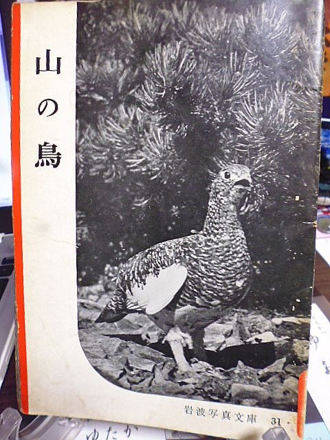 岩波写真文庫31　山の鳥　春夏の山　山麓の鳥　低　山帯の鳥　亜高山帯の鳥　高山帯の鳥　冬の山　高山　高原　水辺　村落　_画像1