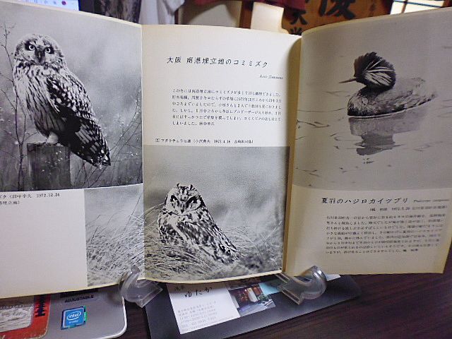 野鳥 322号　植物雑話・ブタクサ　とんぼを呼び戻そう　モリツバメを見つけた！　東京都内でアリスイ観察　釧路東京フェリーで探鳥　_画像2