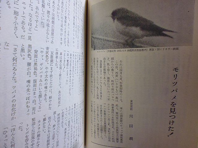 野鳥 322号　植物雑話・ブタクサ　とんぼを呼び戻そう　モリツバメを見つけた！　東京都内でアリスイ観察　釧路東京フェリーで探鳥　_画像6