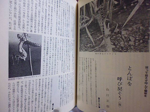 野鳥 322号　植物雑話・ブタクサ　とんぼを呼び戻そう　モリツバメを見つけた！　東京都内でアリスイ観察　釧路東京フェリーで探鳥　_画像7