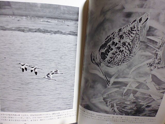 野鳥 313号　写真特集号　カワセミ　キョウジョシギ　ひなにリスを与えるノスリ雌　カッコウのひなにエサを与えるセッカ　オオジシギ　_画像4