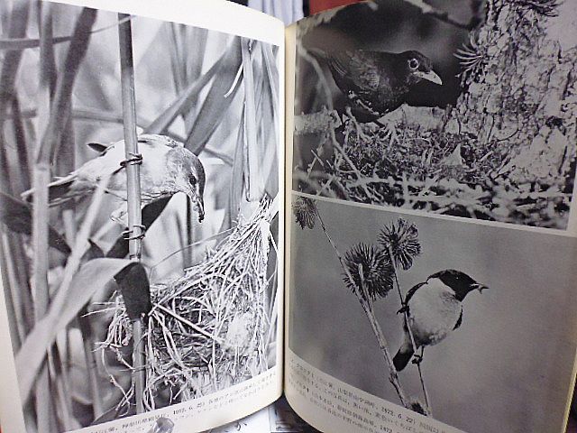 野鳥 313号　写真特集号　カワセミ　キョウジョシギ　ひなにリスを与えるノスリ雌　カッコウのひなにエサを与えるセッカ　オオジシギ　_画像9