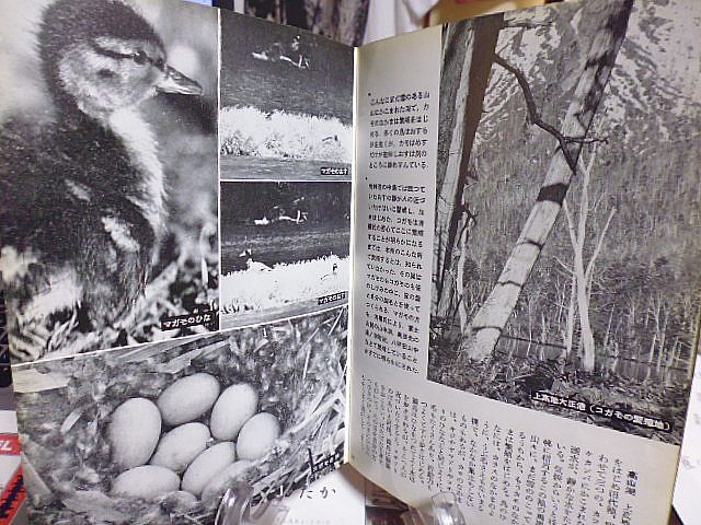 岩波写真文庫31　山の鳥　春夏の山　山麓の鳥　低　山帯の鳥　亜高山帯の鳥　高山帯の鳥　冬の山　高山　高原　水辺　村落　_画像6