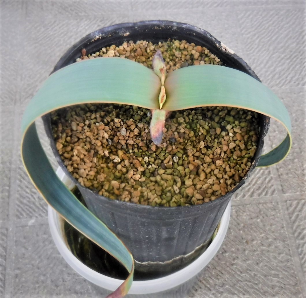 ウェルウィッチア ミラビリス Welwitschia mirabilis 奇想天外_画像1