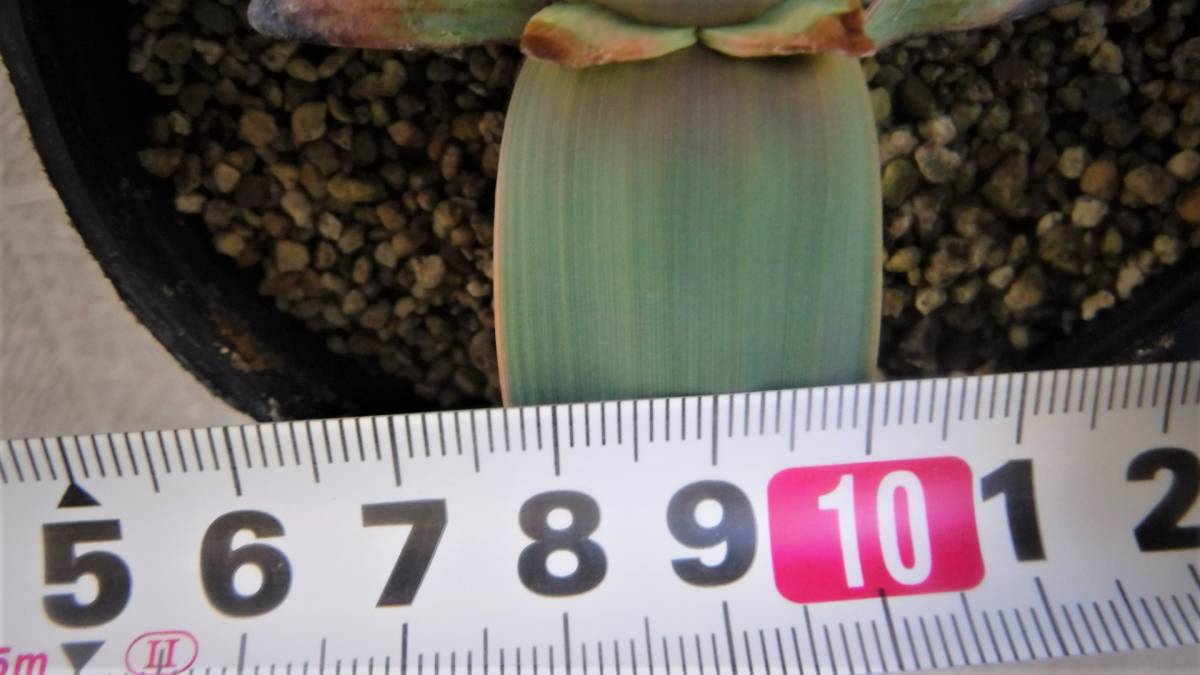 ウェルウィッチア ミラビリス Welwitschia mirabilis 奇想天外_画像3