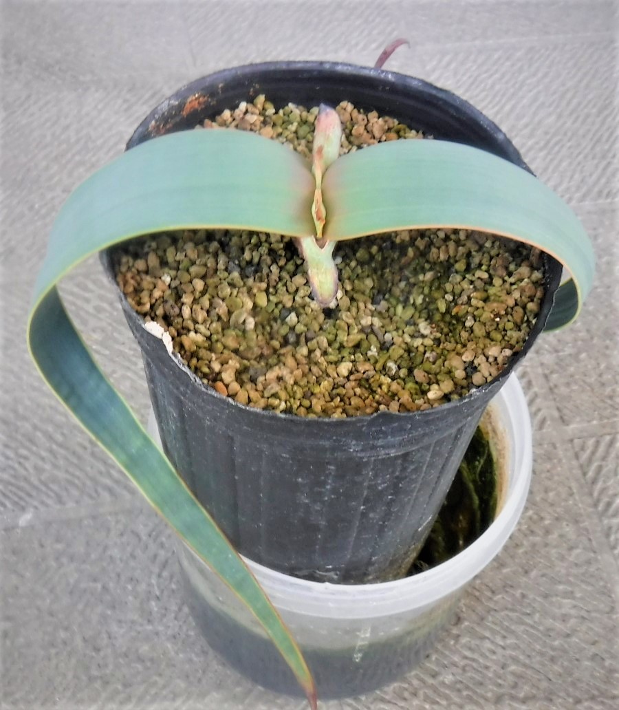 ウェルウィッチア ミラビリス Welwitschia mirabilis 奇想天外_画像2