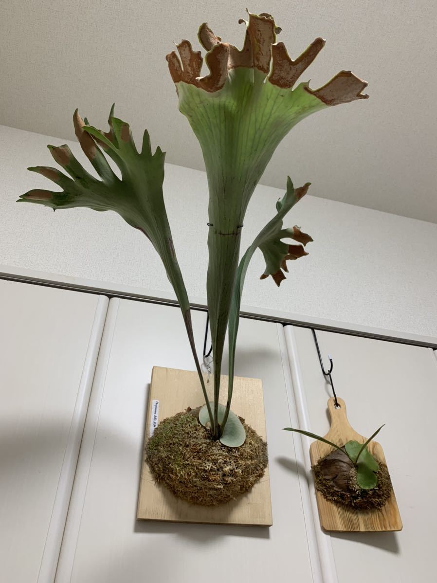 高級品 ビカクシダ 風神 雷神 2株セット asakusa.sub.jp