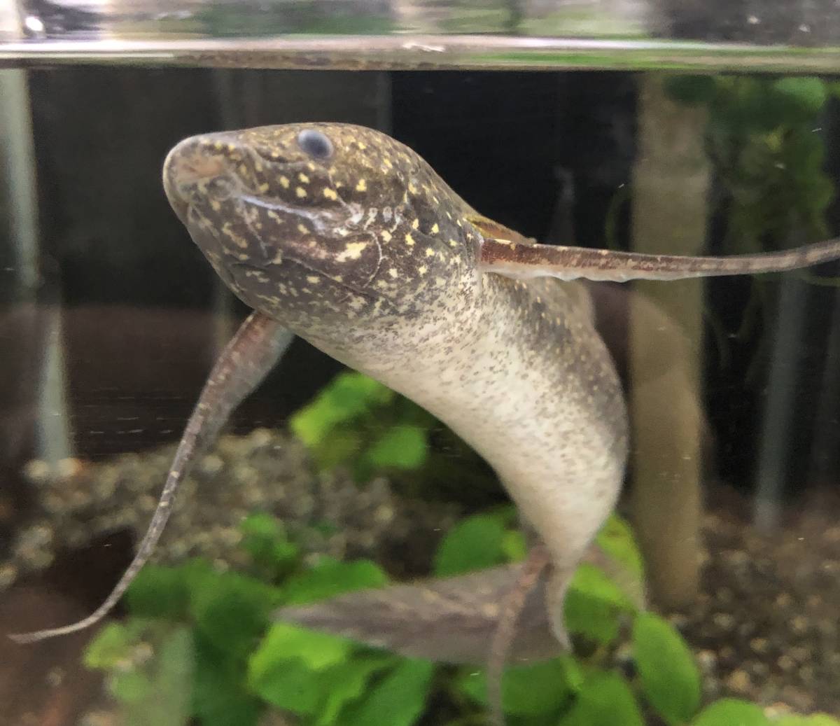 肺魚！最小種！おすすめ！★★★ プロトプテルスアンフィビウス ★★★ 生体 肉食性 鑑賞魚 熱帯魚 肉食魚 淡水魚 飼育 水槽 アフリカ原産
