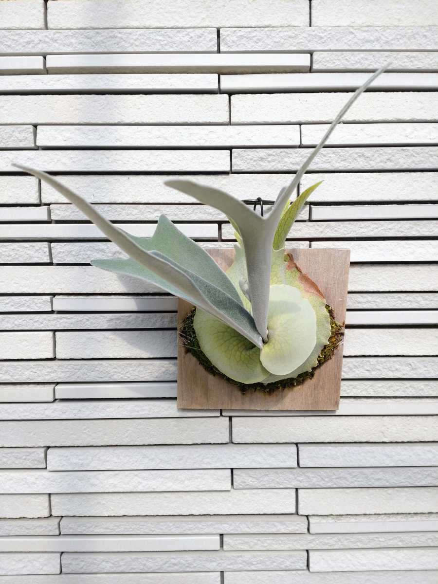 最高 ビカクシダ コウモリラン レモイネイ? ベイチー? 植物/観葉植物